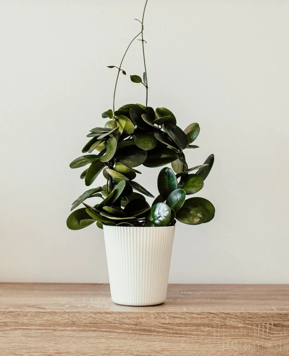 Services Services Plant Image Optimized