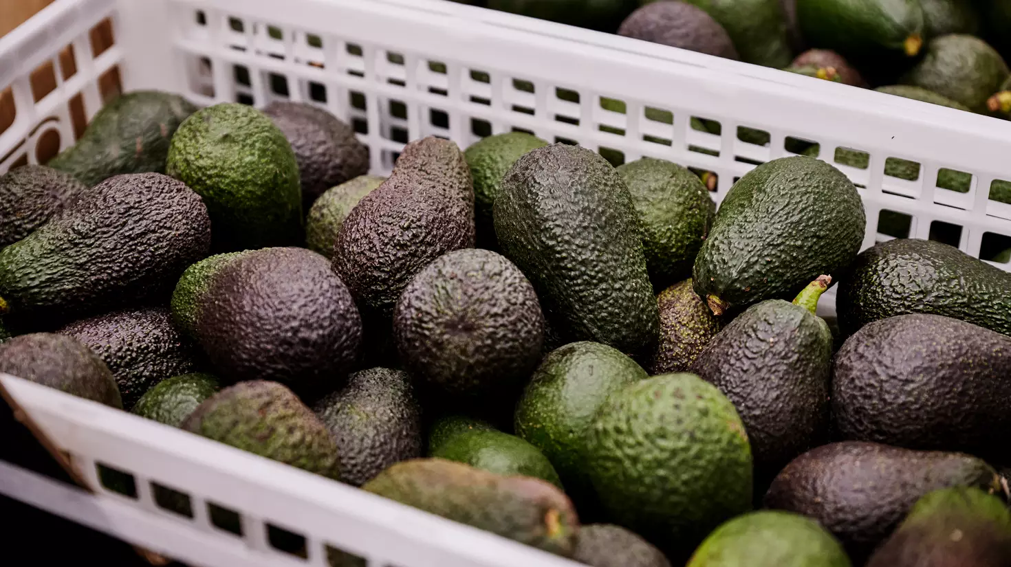 gl gl gl avocado basket regular wide 2560x1440px 560x314