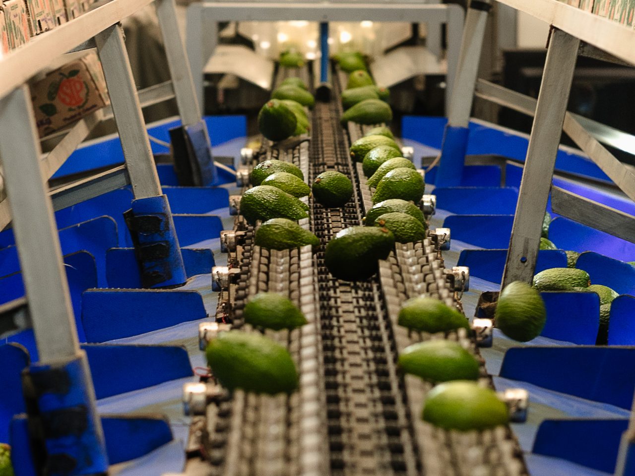 avoreal